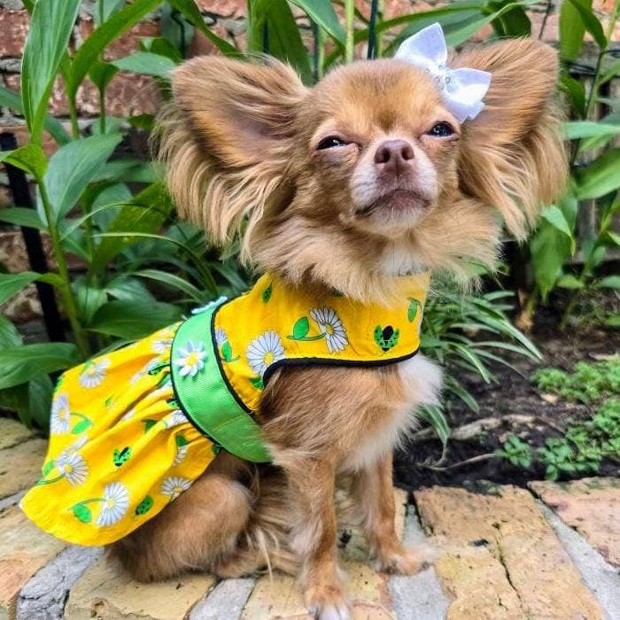 Ladybugs and Daisies Dog Dress w/ Matching Leash: Small