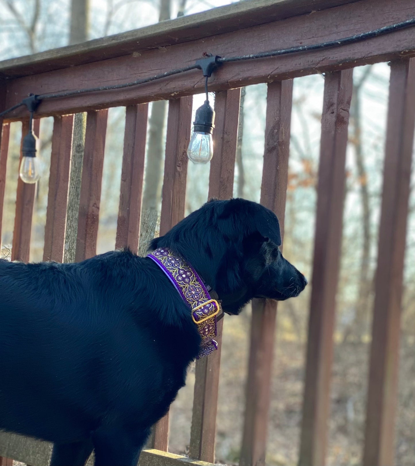 1.5" Purple Toulon Luxe Limited Slip Collar