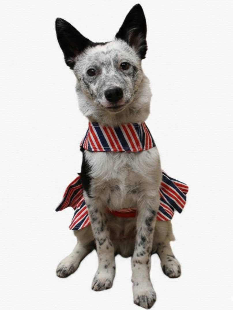 Patriotic Dog Dress with Matching Leash: Small