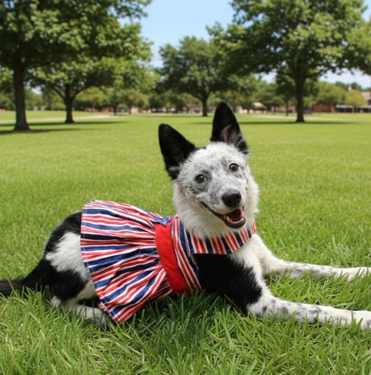 Patriotic Dog Dress with Matching Leash: X-Small