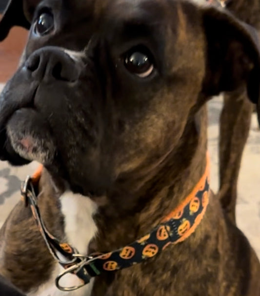 Everyday Pumpkin collar