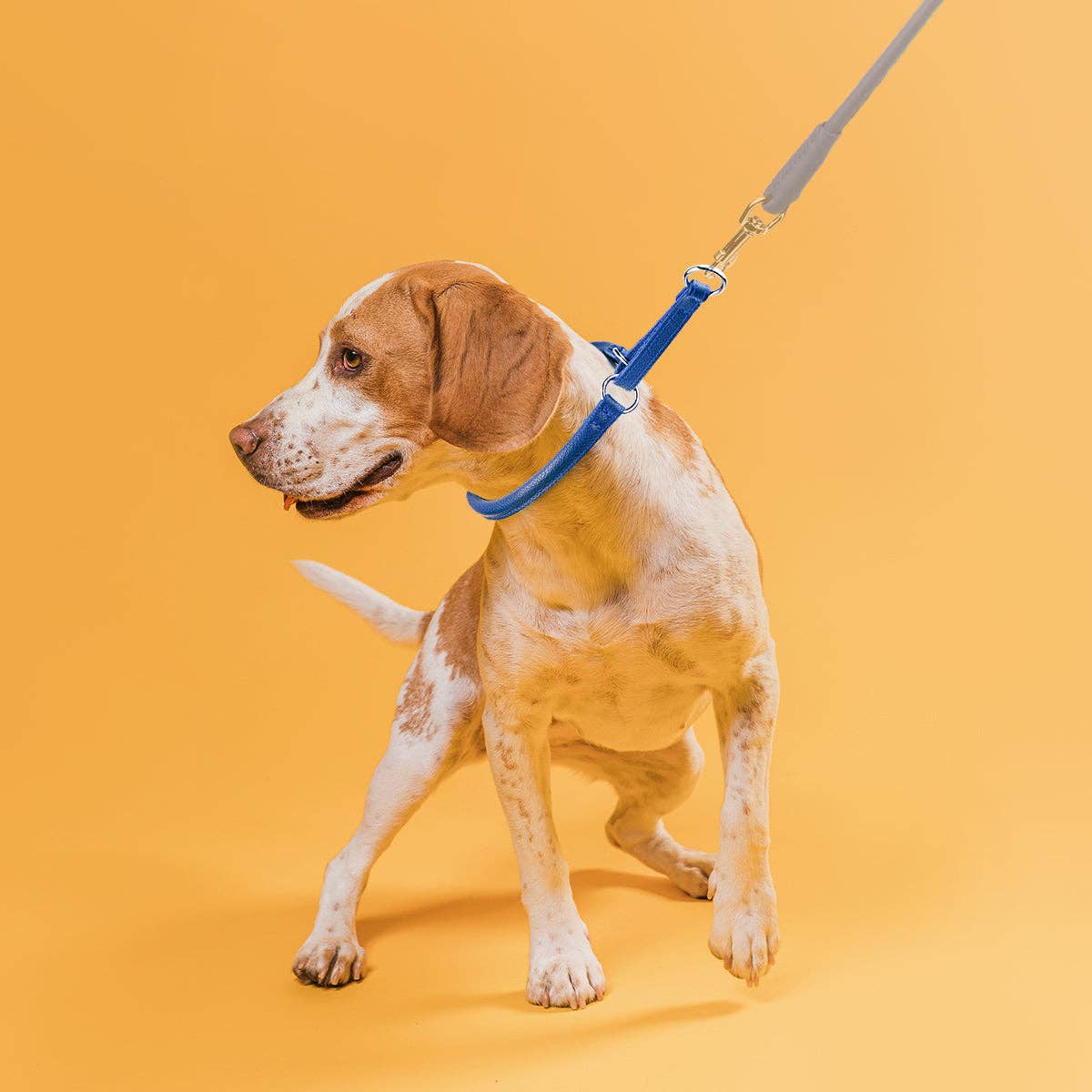 Soft Leather Round Martingale Collar for Dogs: Teal / 12" / 1/4"
