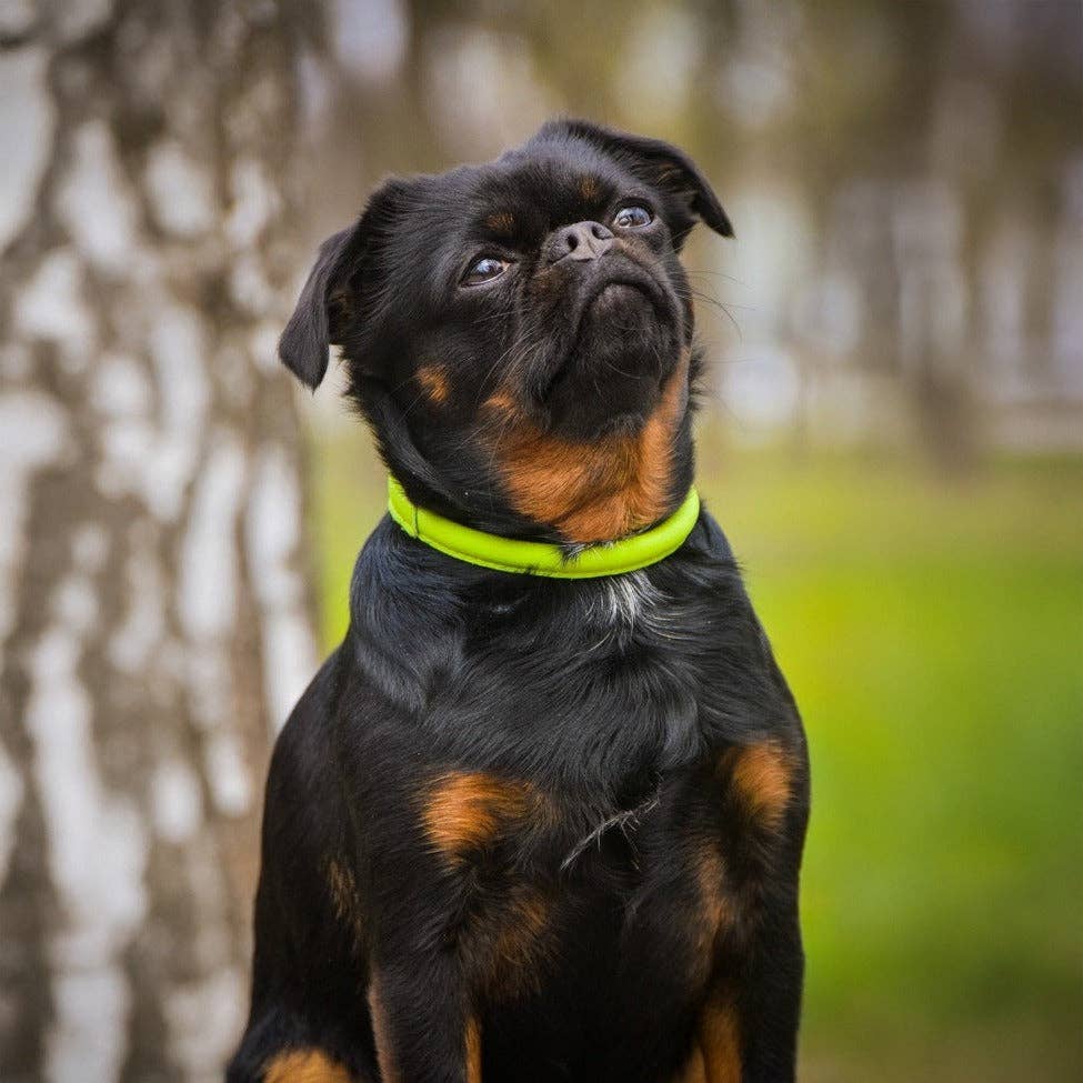 Soft Leather Collar Round: Teal / 8-10" / 1/4"
