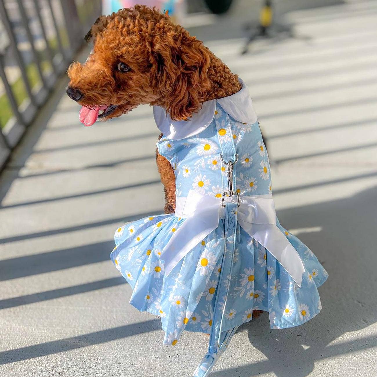 Blue Daisy Dog Dress w/ Matching Leash: Small