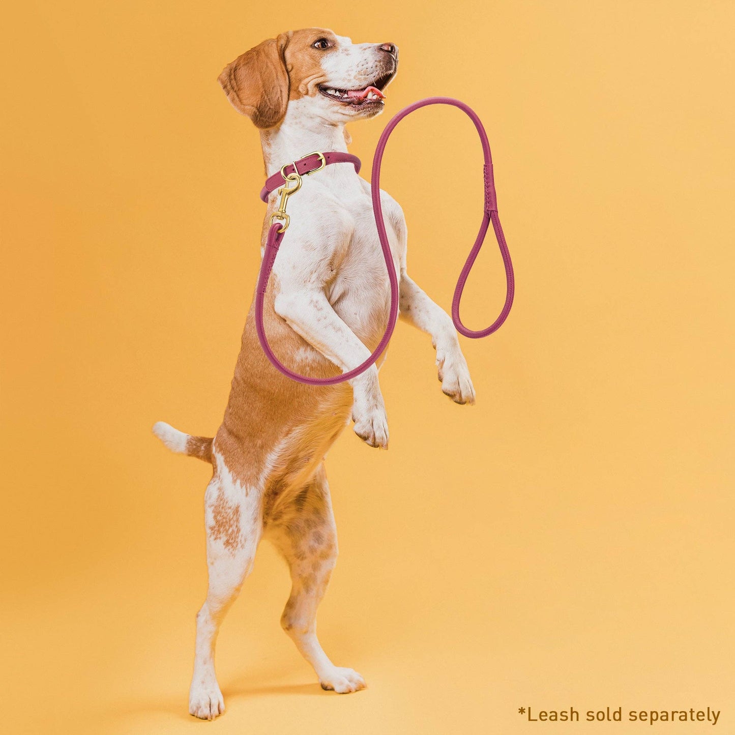 Soft Rolled Leather Dog Collar with Brass Hardware: Purple / 10-13" / 1/3"